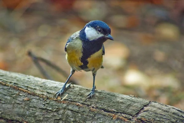 Tarka cinegelégykapó-egy fa az erdő. Parus ater. — Stock Fotó