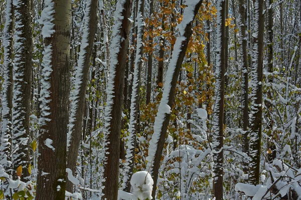 Lasu drzewa pokryte śniegiem. — Zdjęcie stockowe