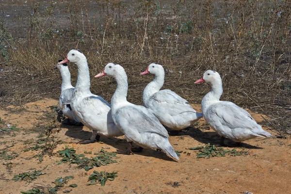 Patos vagando em busca de comida . — Fotografia de Stock