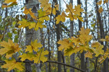 Akçaağaç yaprakları güneş ışığı tarafından nüfuz .