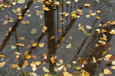 Yağmur damlaları ve sonbahar yaprakları.