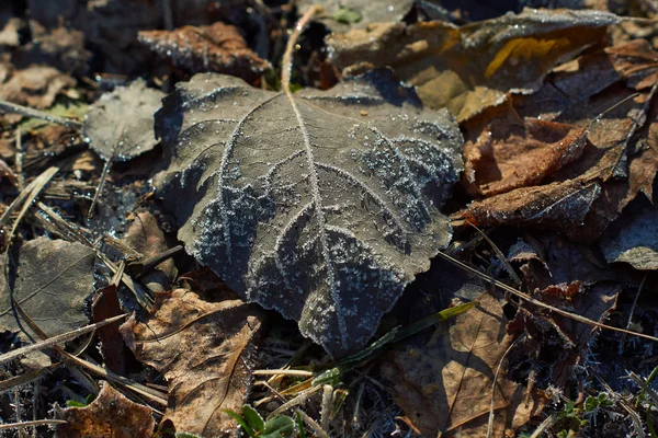 Hoja de otoño cubierta de escarcha. —  Fotos de Stock