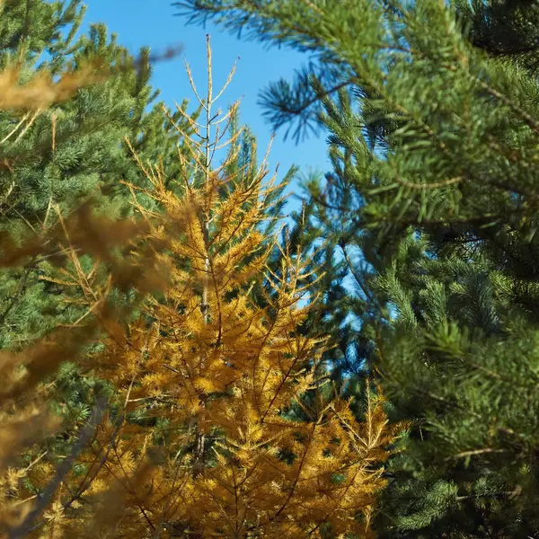 Larício amarelo na floresta de outono . — Fotografia de Stock