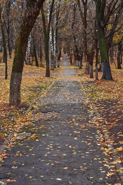 Beco coberto com folhas caídas no outono . — Fotografia de Stock