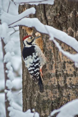 Büyük Benekli Ağaçkakan.