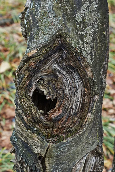 Corte a velha árvore na floresta . — Fotografia de Stock