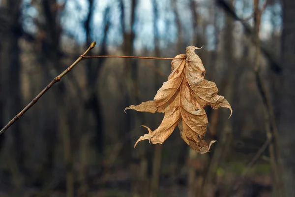 Hoja de arce de otoño en previsión del invierno . —  Fotos de Stock