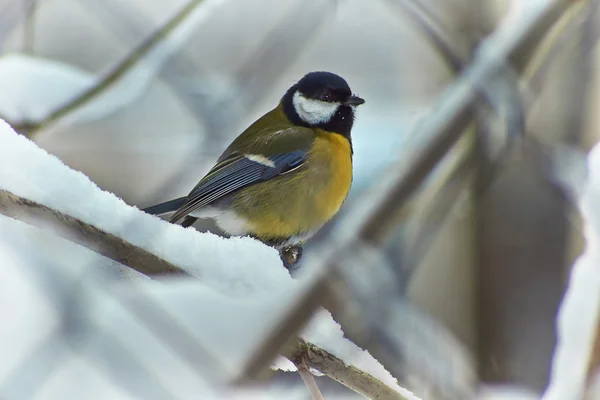 Tomtit в зимнем лесу. Parus ater . — стоковое фото