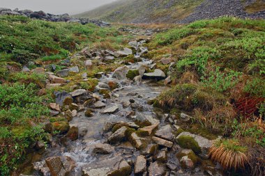 Tundra içinde bahar. Creek meltwater.