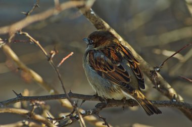 Serçe - park, bir sakini.