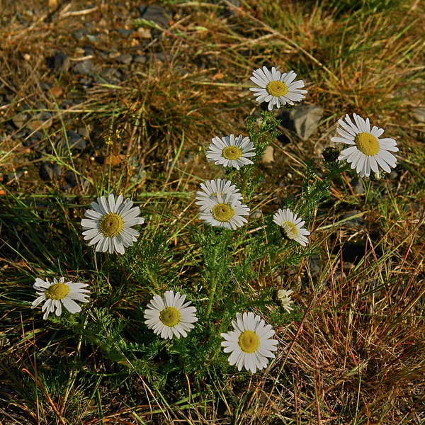 Arbustos de florecientes margaritas cubiertas de tundra . —  Fotos de Stock