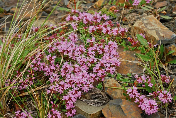 Thimus serpyllum - planta medicinal . —  Fotos de Stock