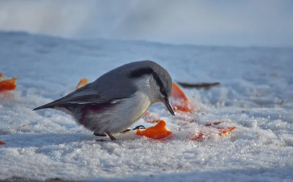 Nuthatch aves silvestres en el bosque de invierno . —  Fotos de Stock