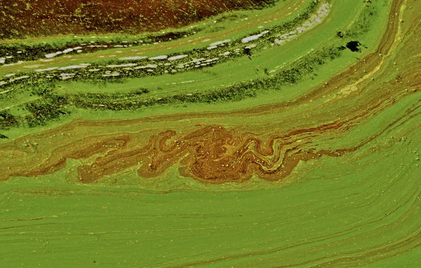 Yeşil algler nehir yüzeyi. — Stok fotoğraf