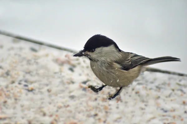 Teta de sauce en el bosque de invierno. Parus montanus . —  Fotos de Stock