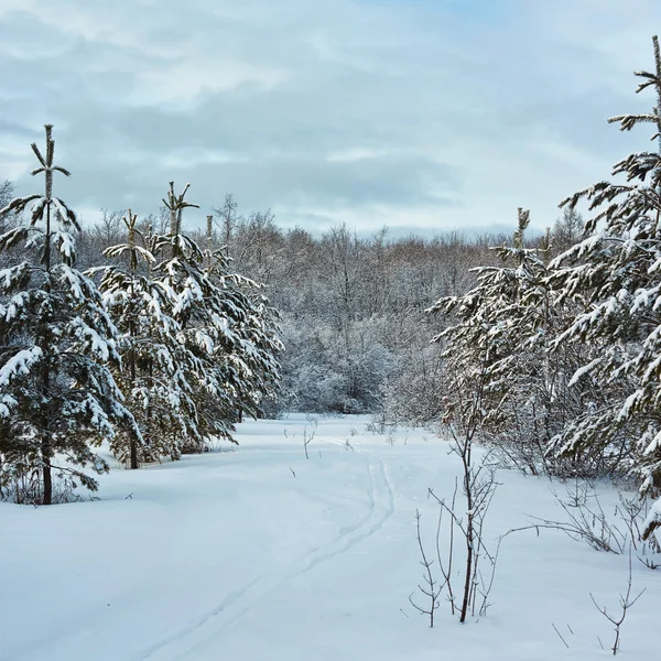 Sparren in het bos bedekt met zachte sneeuw. — Stockfoto