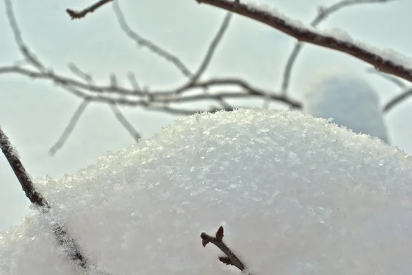 Závěje velké sněhové vločky v zimě lese. — Stock fotografie