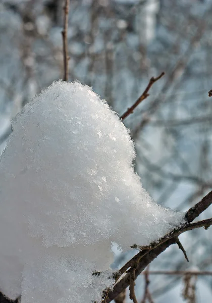 Снежные заносы больших снежинок в зимних лесах . — стоковое фото