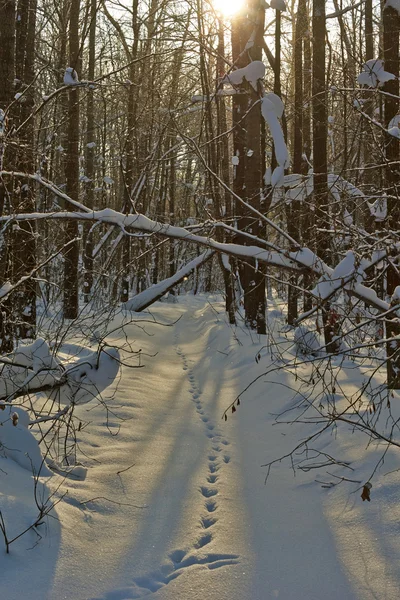 Pegadas de animais na floresta de inverno . — Fotografia de Stock