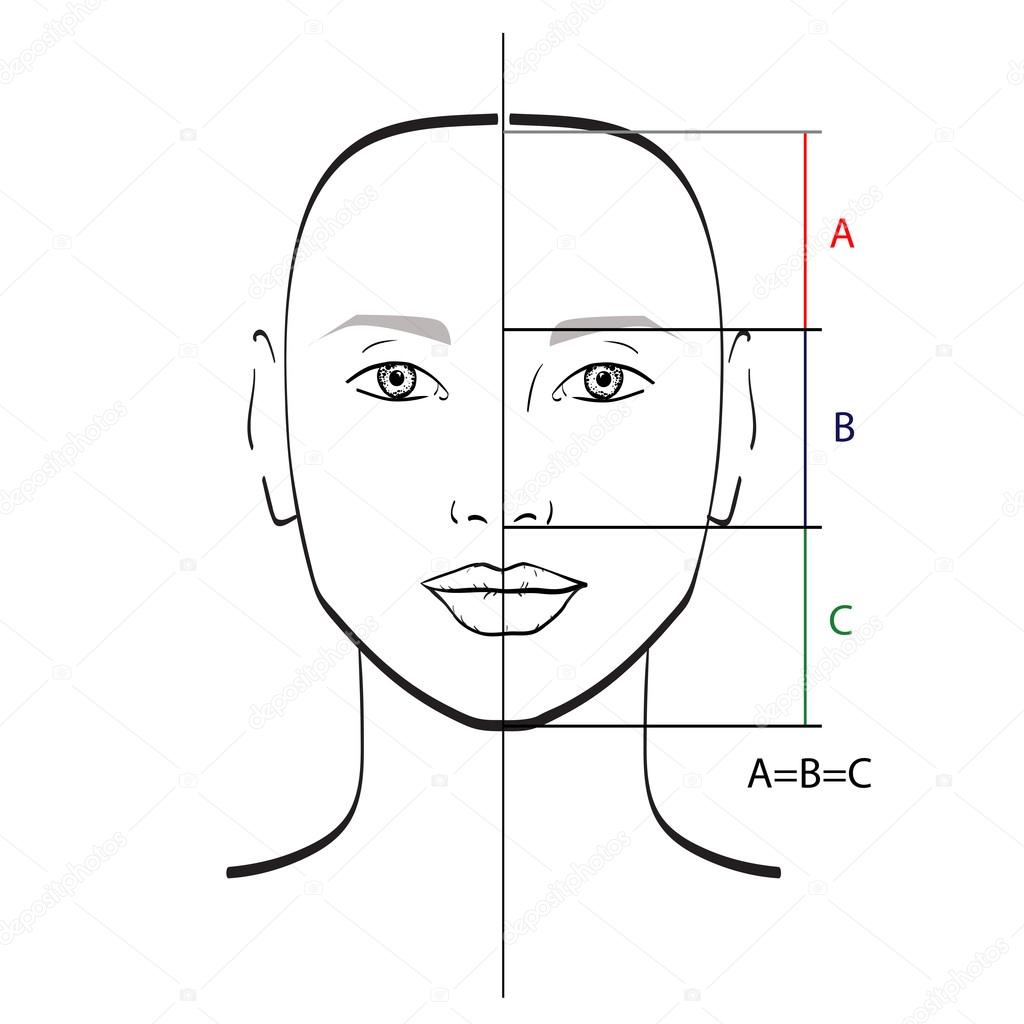 Proporções perfeitas. Ilustração vetorial . imagem ...