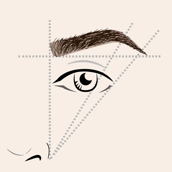 How to paint the eyebrows. Vector trendy makeup brows scheme. — Stock Vector