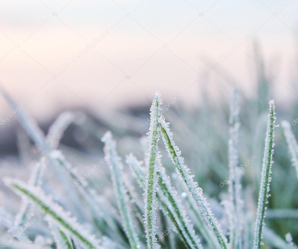 Cold Hard Frost
