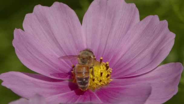 Коренная пчела питается розовым цветом. — стоковое видео