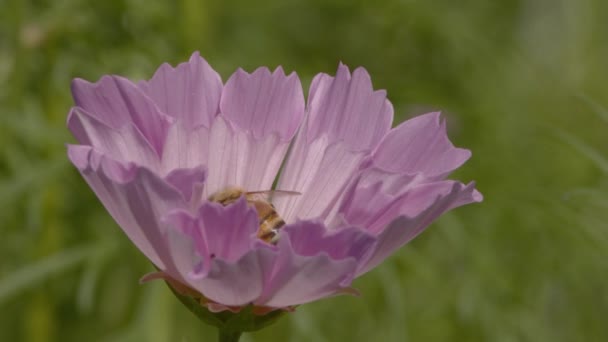 Native bee livnär sig på rosa blomma. — Stockvideo