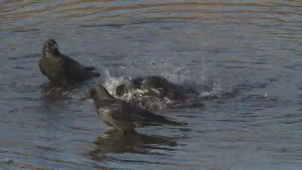 Groep van drie volwassen kraaien wassen zich in een rivier. — Stockvideo