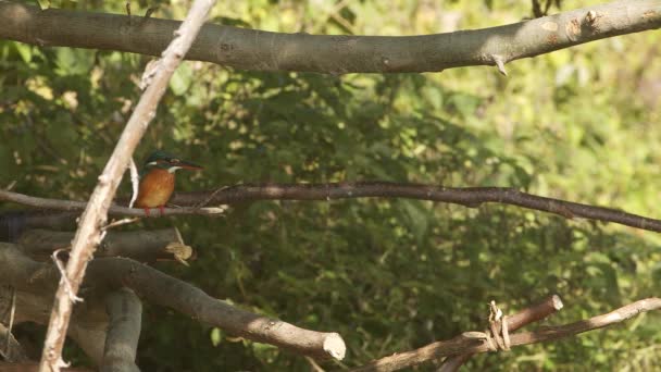 물총새가 작은 시내 옆에 있는 나뭇가지에 앉아 있는 모습. — 비디오