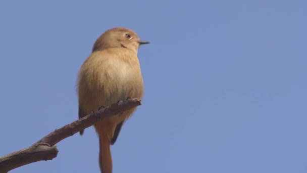 Мелкая птица извергает и разбрасывает семена. — стоковое видео