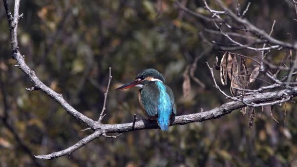 Common kingfisher beristirahat di cabang. — Stok Video