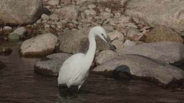 Λευκό κυνήγι egret για μικρά ψάρια. — Αρχείο Βίντεο