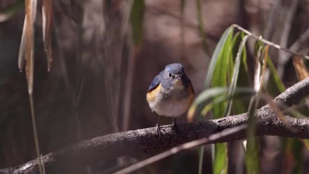 Pequeño pájaro del bosque descansando en una rama. — Vídeo de stock