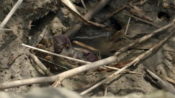 Sesarmid-Sumpfkrebse taucht aus ihrer Höhle auf. — Stockvideo