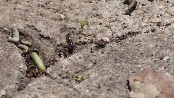 Гусеницы и другие насекомые корчатся на горячем бетоне. — стоковое видео