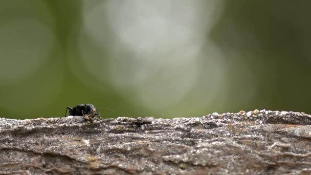 Svarta skalbaggar äter larv. — Stockvideo