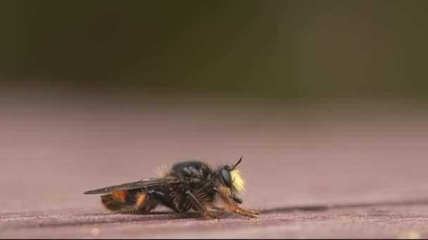 模仿蜜蜂的强盗苍蝇寻找猎物. — 图库视频影像