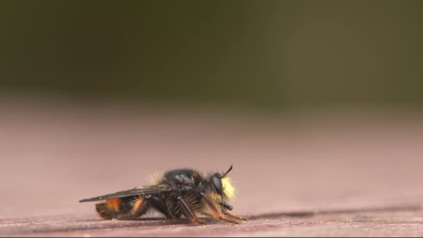 Bee-mimic Robber Fly op zoek naar prooi. — Stockvideo