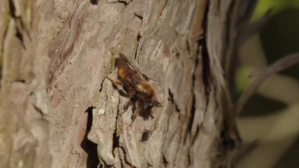 Bee-mimic Robber Fly lepas landas. — Stok Video