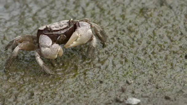 Cangrejo de pantano Sesarmid arrastrándose a través de pisos de barro. — Vídeos de Stock