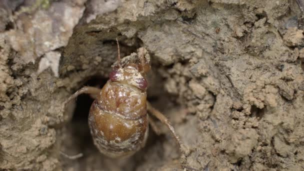 Nimfa Cicada wyłaniająca się z nory. — Wideo stockowe