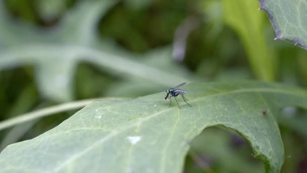 Mosca de pernas compridas a comer uma mosca menor. — Vídeo de Stock