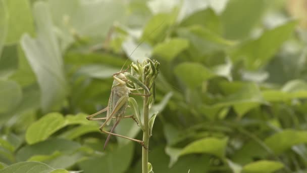 Japanese katydid feeding on new sprouts — Stock Video