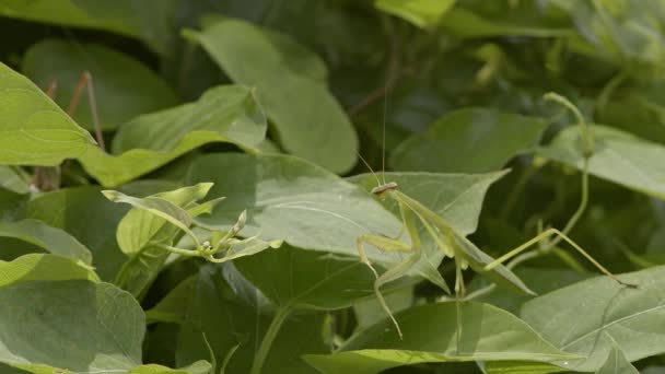 Praying mantis hunting among lush green leaves. — Stock Video