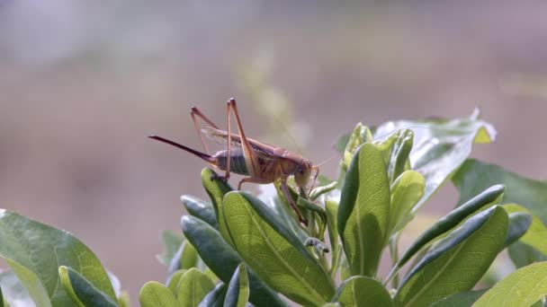 Japonés katydid alimentándose de nuevos brotes. — Vídeos de Stock