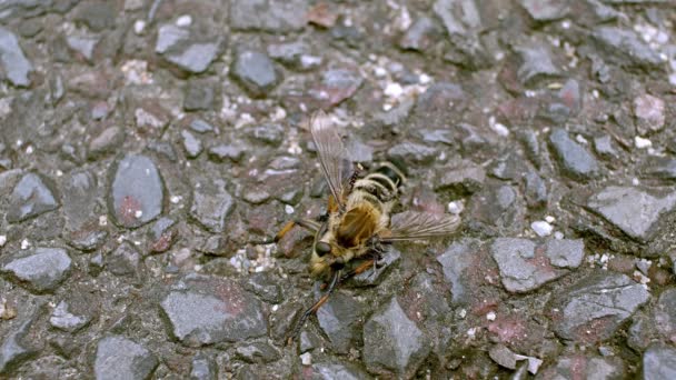 巨大な強盗のハエの死体に餌をやるアリ. — ストック動画