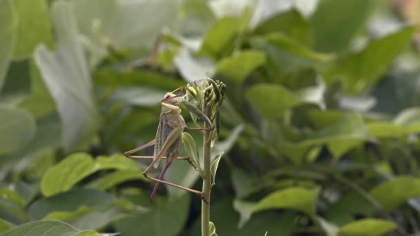 Japanse katydid voeden van nieuwe spruiten — Stockvideo