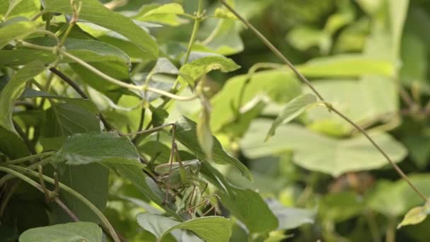 Japansk katydid släpa ett kadaver. — Stockvideo