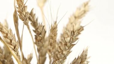 Beyaz, buğday olgun kulakları kapatın, döndürme